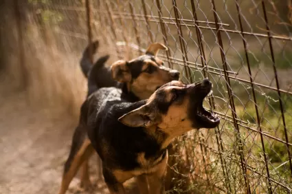 Two dogs barking at a fence at an intruder